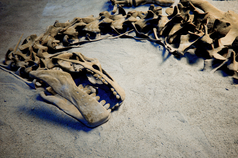 photograph of the fossil remains of a dinosaur skeleton