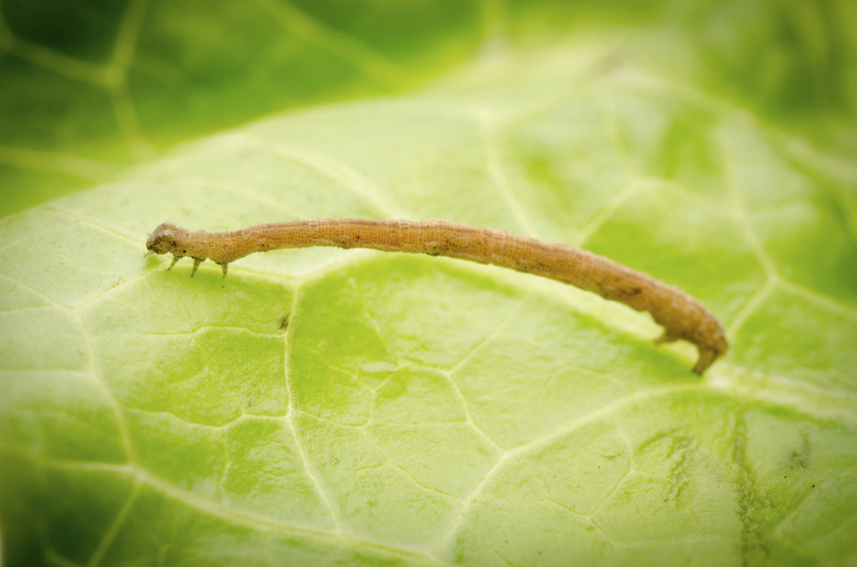 insect inchworms or loopers