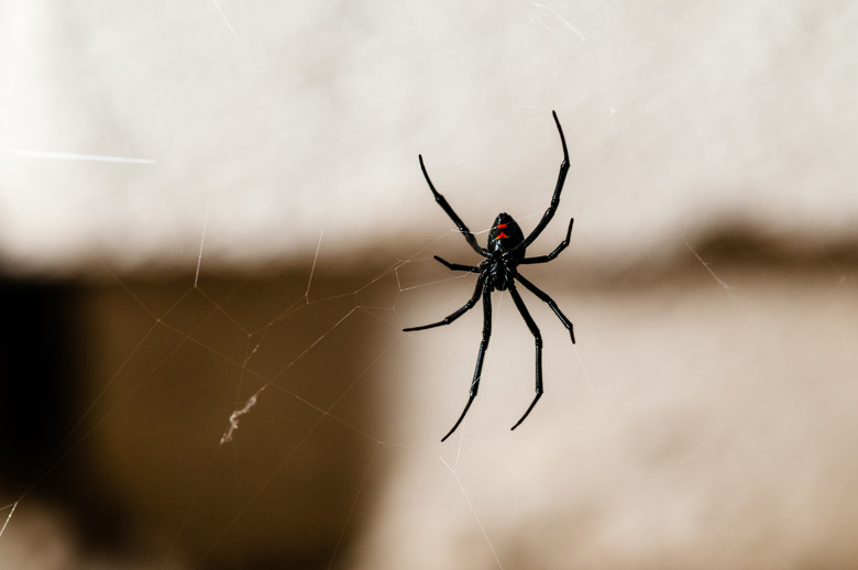 Indentification of Pacific Northwest Spiders