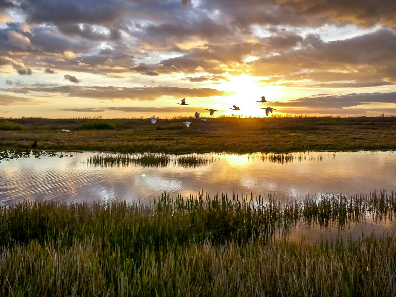 birds flying in the sunset swamp