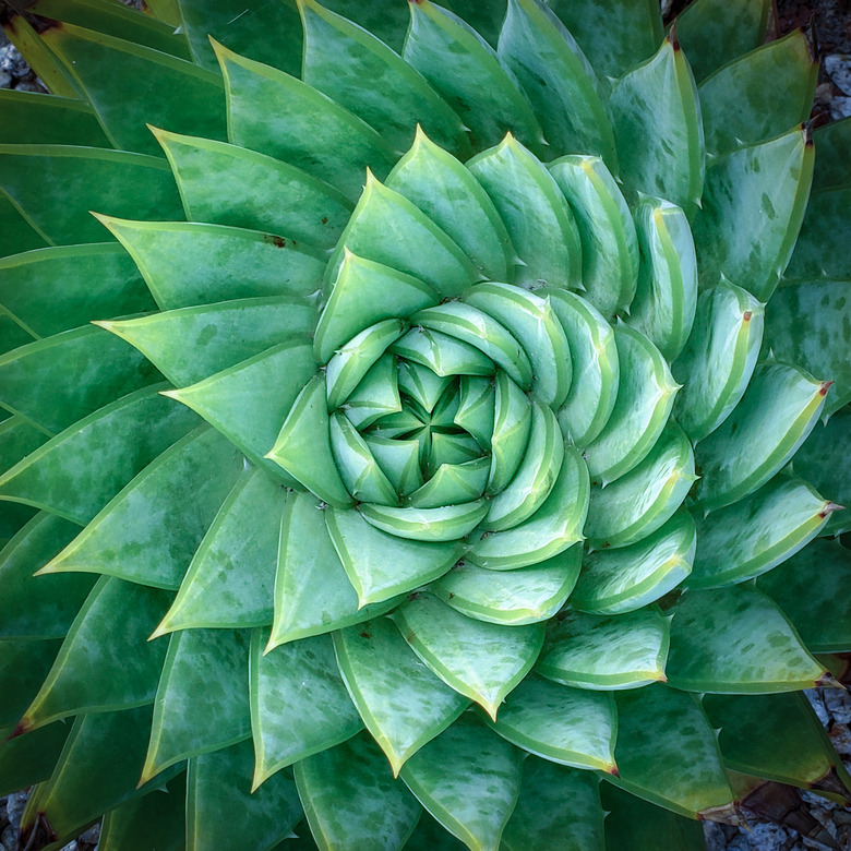 Aloe polyphylla, Spiral Aloe