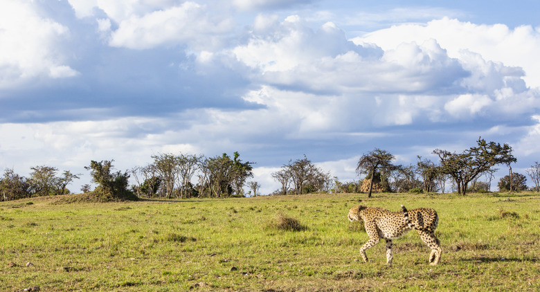 African landscape