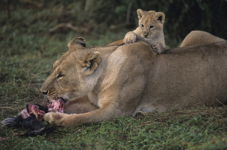 Lioness (Panthera leo) with cub on back, eating carrion, Kenya