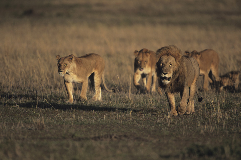 Male lion (Panthera leo) with three lionesses, walking on savannah, Kenya