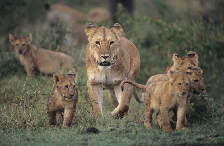 Lioness (Panthera leo) with four cubs, Kenya