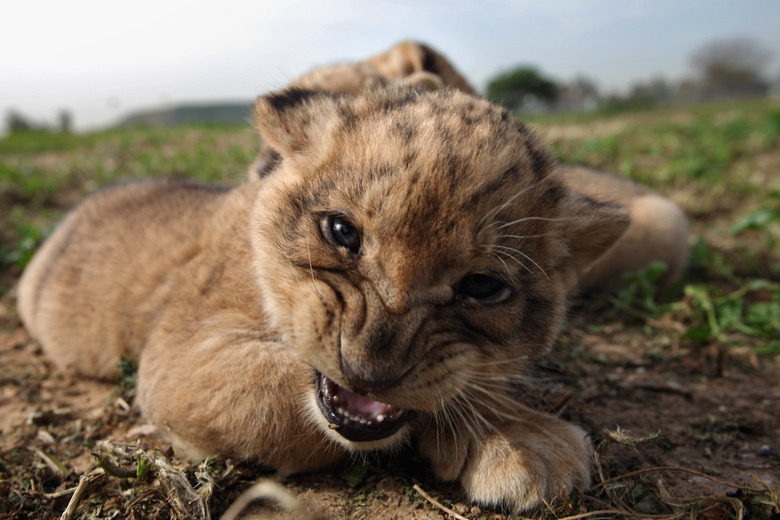 One Month Old Lion Cubs Take Their First Outing