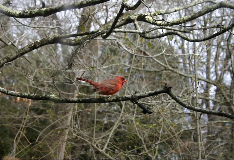 Red Cardinal