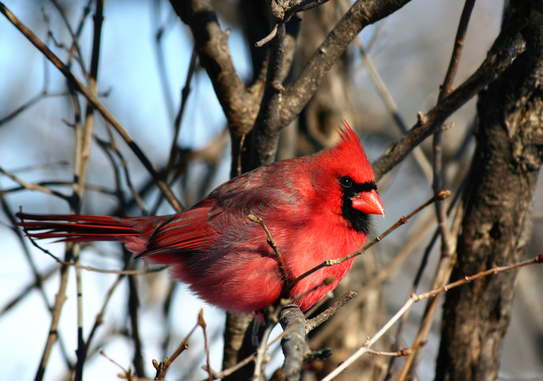 Redbird