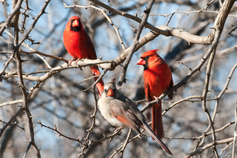 Northern Cardinal Birds