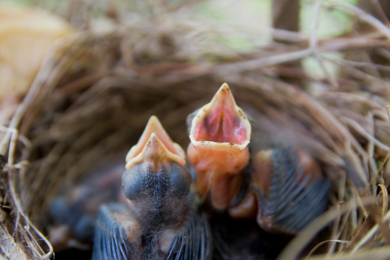 Cardinal Chicks in Nest