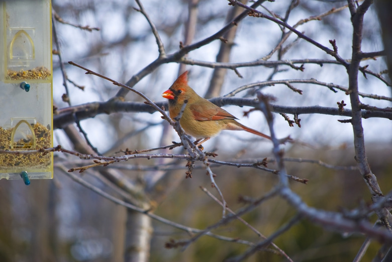 Cardinal