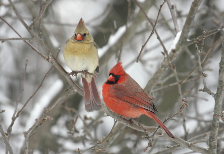 Pair of Northern Cardinals