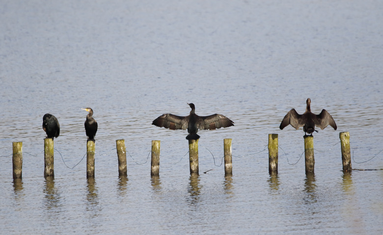 Cormorant (Phalacrocorax carbo) drying