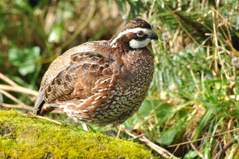 bobwhite quail