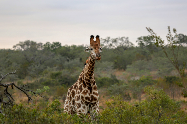 Curious giraffe looking at the camera