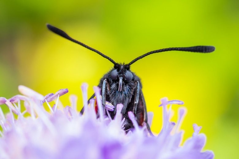 Insect Compound Eye vs. Human Eye