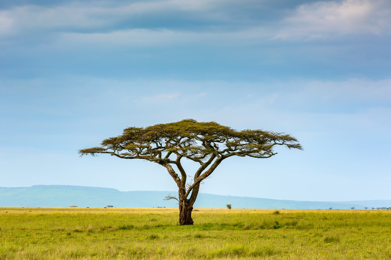 Acacia Tree at wild on savanna