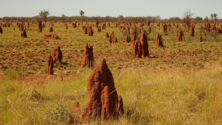 Termite mounds Near Yuendemu, NT 1.