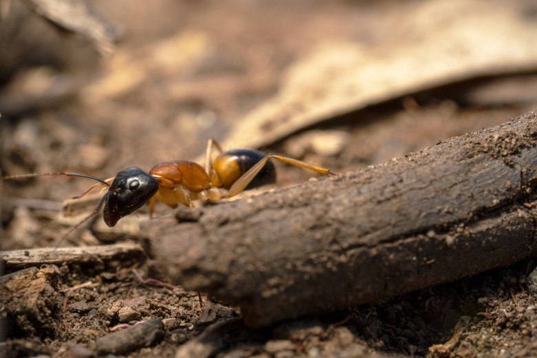 Black added orange sugar ant climbing over a stick