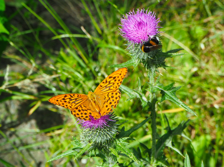 Emperor's coat and bumblebee on thistles