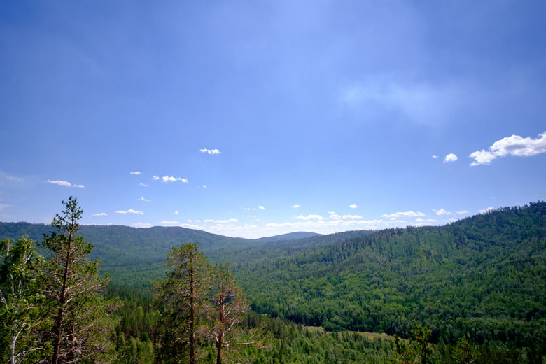 Pine Tree Forest