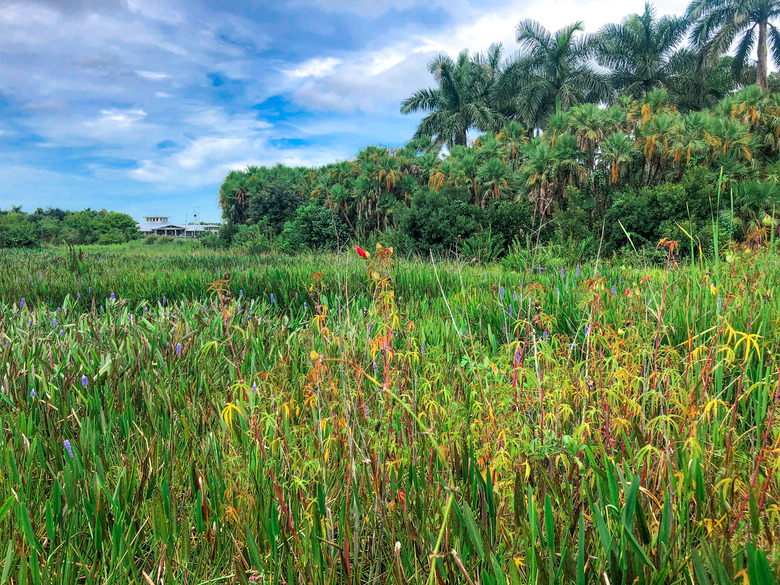 Beautiful swamp flowers in Florida Marsh