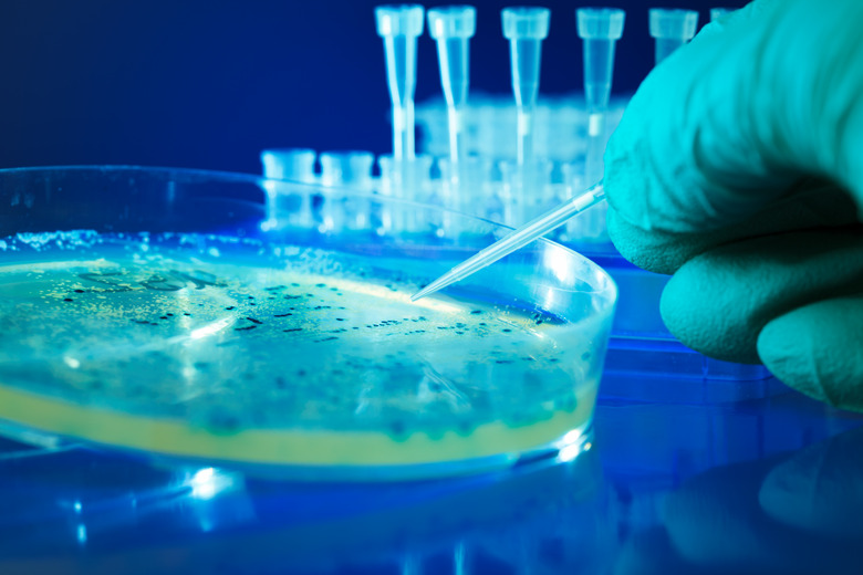 Close-up of a Petrie dish with bacteria colonies in a lab