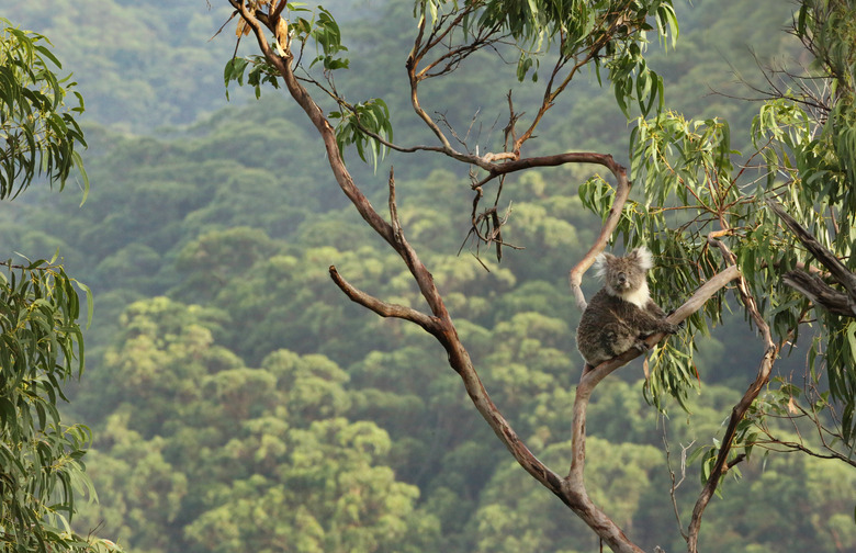 Koala up a tree with forest background.