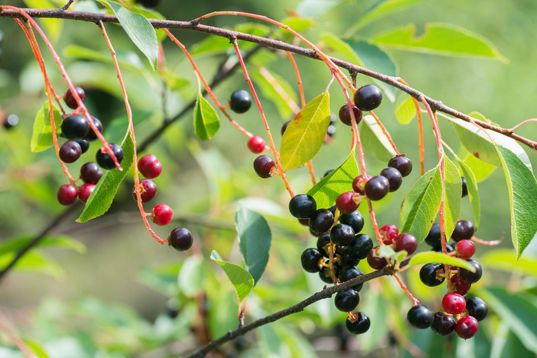 bird cherry ripe berries