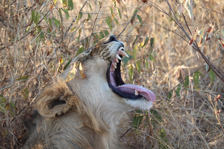 Lion brothers