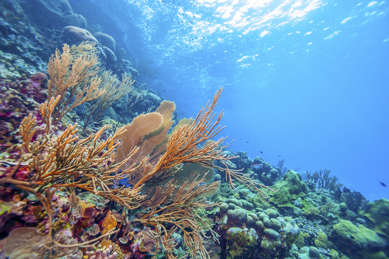 Coral reef Bonaire underwater