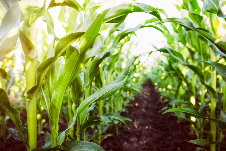 Corn agriculture. Green nature