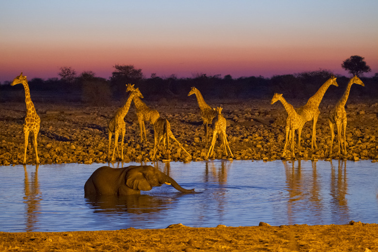 Elephant bathing at Okaukuejo waterhole, giraffe herd in the background