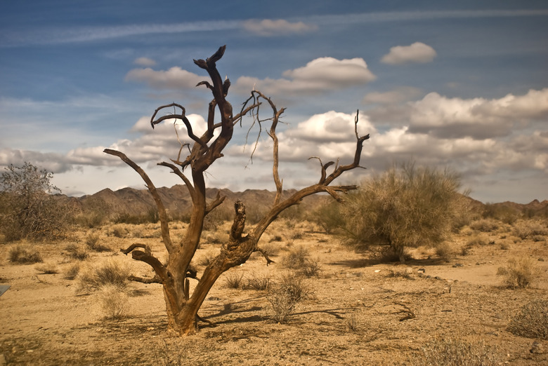 Dead Ironwood Tree