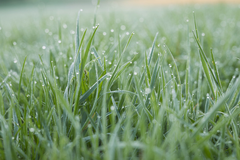 Morning dew on grass