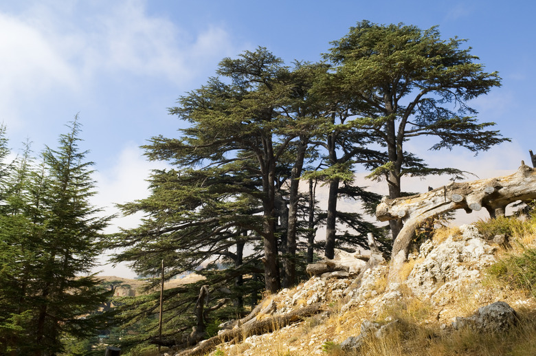 Cedar forest in Lebanon near Bcharre