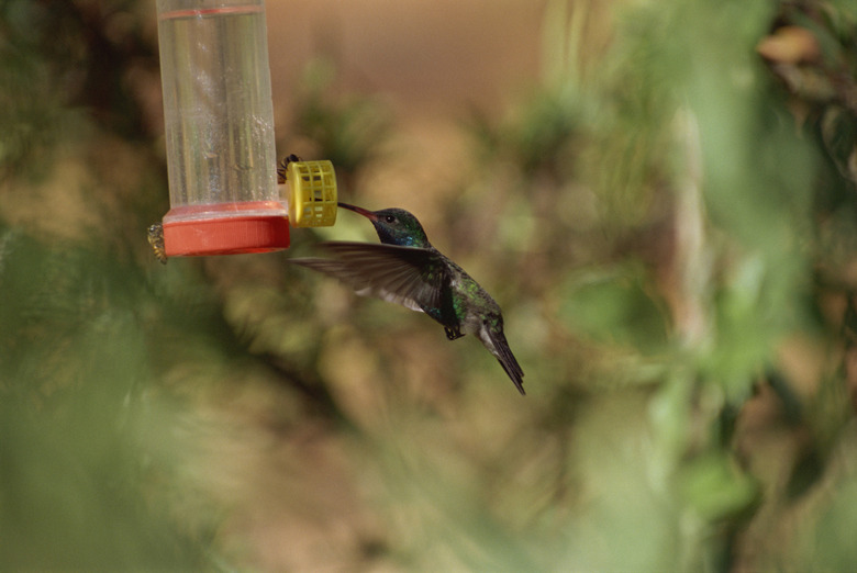 Hummingbird at birdfeeder