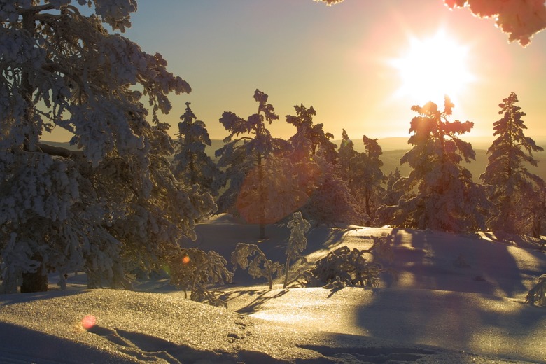 Sun shining on snow covered trees in forest, Finland