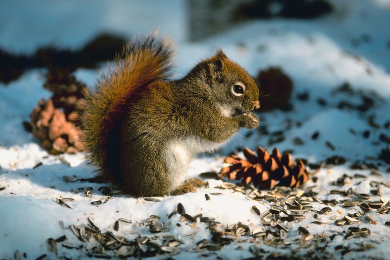 An innocent yet destructive squirrel feeding.