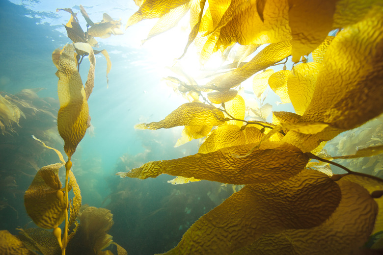 Sun shining through underwater kelp forest