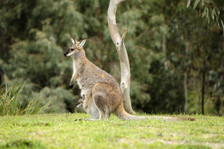 Kangaroo