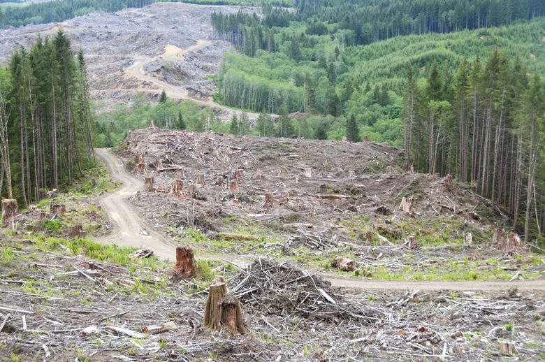 Clearcutting trees on timber company land