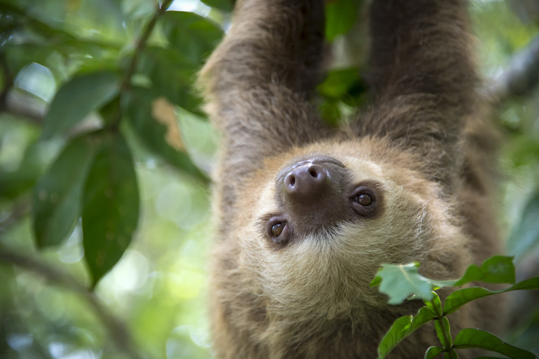 Two-toed sloth