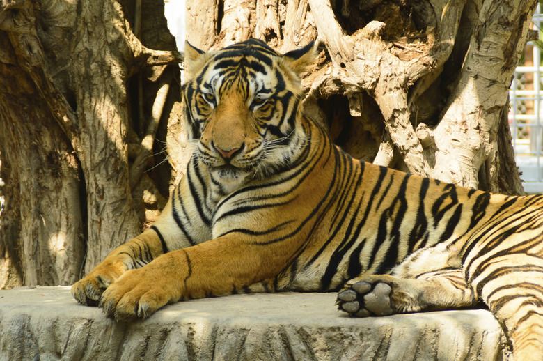 syberian tiger laying on stone in zoo