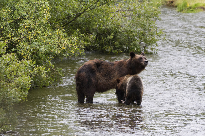 grizzly bear