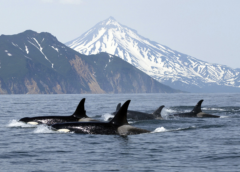 killer whales