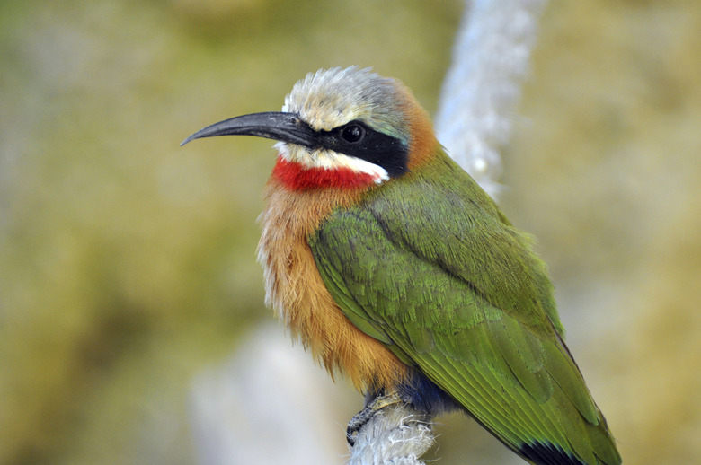 Bee eater