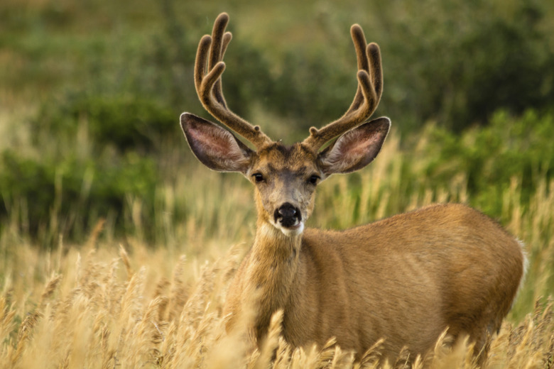 Mule Deer