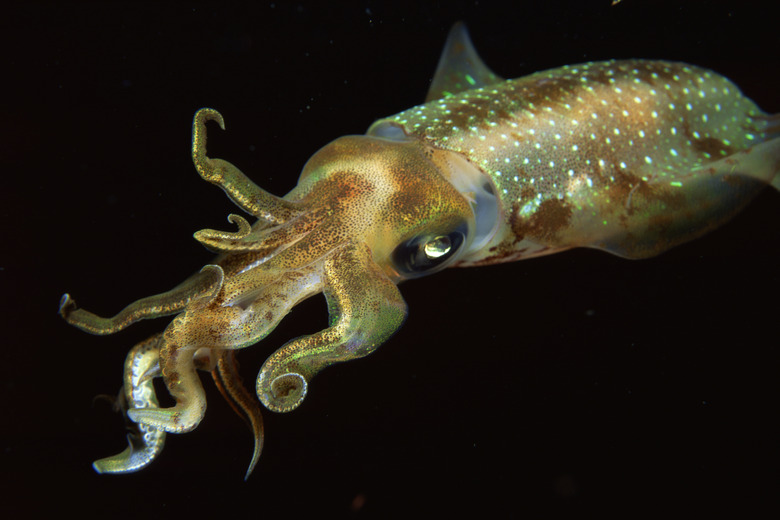 Caribbean reef squid