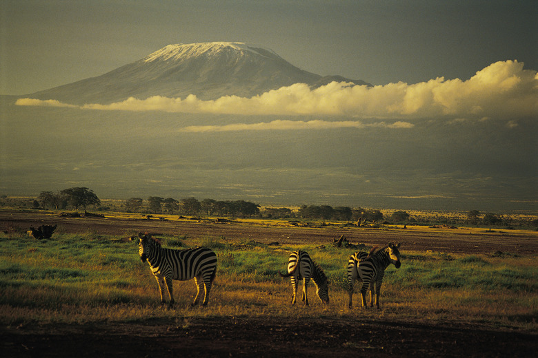 Burchell's zebra , Mt. Kilimanjaro , Amboseli National Park , Kenya , Africa